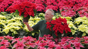 Dobbies Antrim and Lisburn stores welcomes annual poinsettia delivery ahead of Christmas