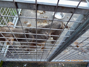 Co Antrim mother and son sentenced for animal welfare offences