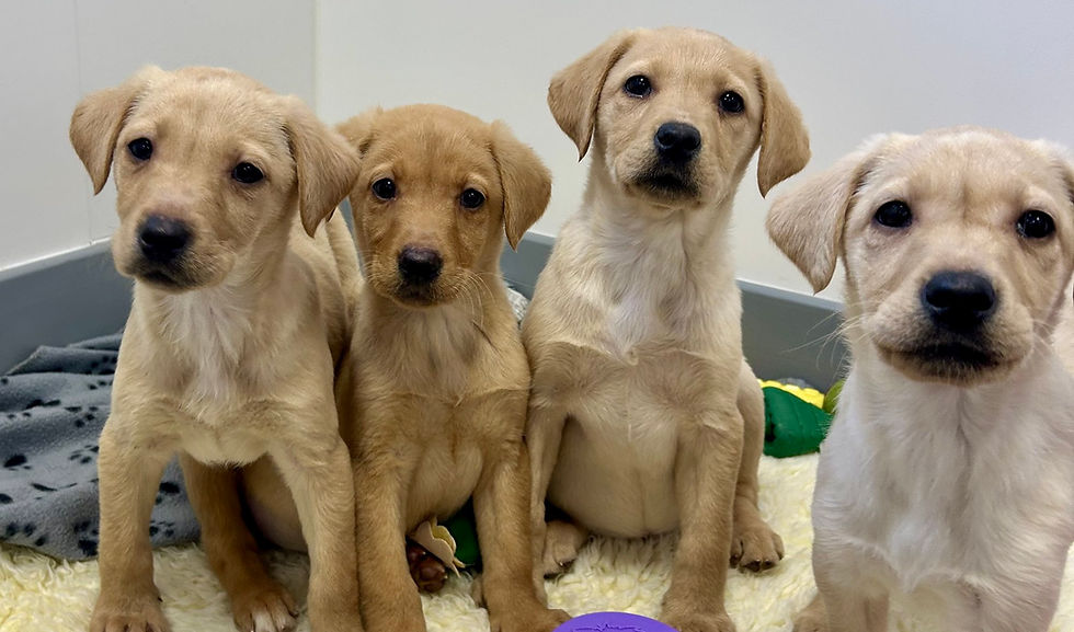 Dogs Trust Ballymena ready to help more dogs find loving homes in 2026