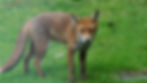 Fox standing on grass