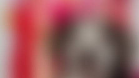 Dogs Trust Ballymena seeks forever home for 12-year-old spaniel Audry this Valentine’s Day