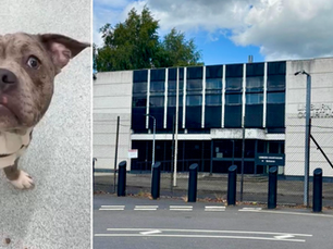 Court hears claims of ‘doctored’ reports in case of seized puppy dog Max