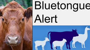 Sharp rise in suspected Bluetongue cases as DAERA identifies 44 more cattle in Co Down herd