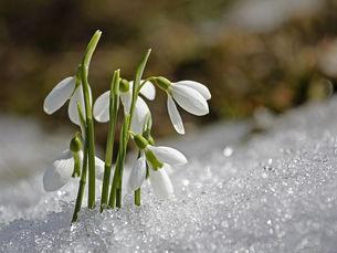 VIRTUAL SNOWDROP SERVICE in remembrance of your baby or child