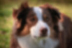 Brown and white collie dog