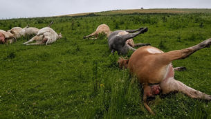 Fivemiletown cattle kill review: Questions raised over powers and independence