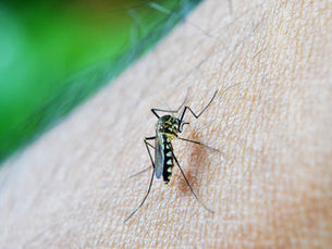 Queen’s launches Northern Ireland’s first public mosquito reporting system amid future health risk concerns