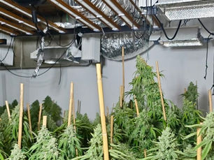 PSNI dismantle £500k cannabis farms in major organised crime operation