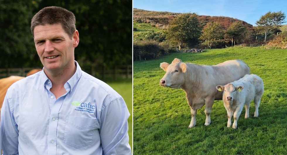 Myostatin and the suckler herd: what every beef farmer needs to know