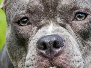 New XL Bully Dog safeguards to be introduced in Northern Ireland