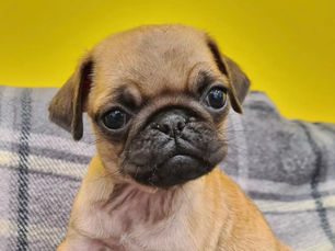 Dogs Trust Ballymena | Roxy, Hazel, Arnie, Minnie and Marty are looking for new homes!