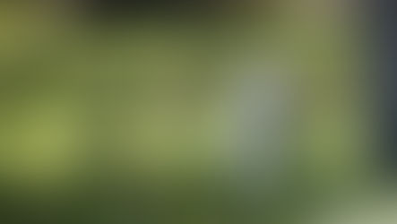 UFU renews responsible dog ownership call as £152,000 of livestock killed or injured in NI dog attacks