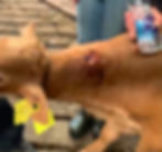 Calf with gunshot wound