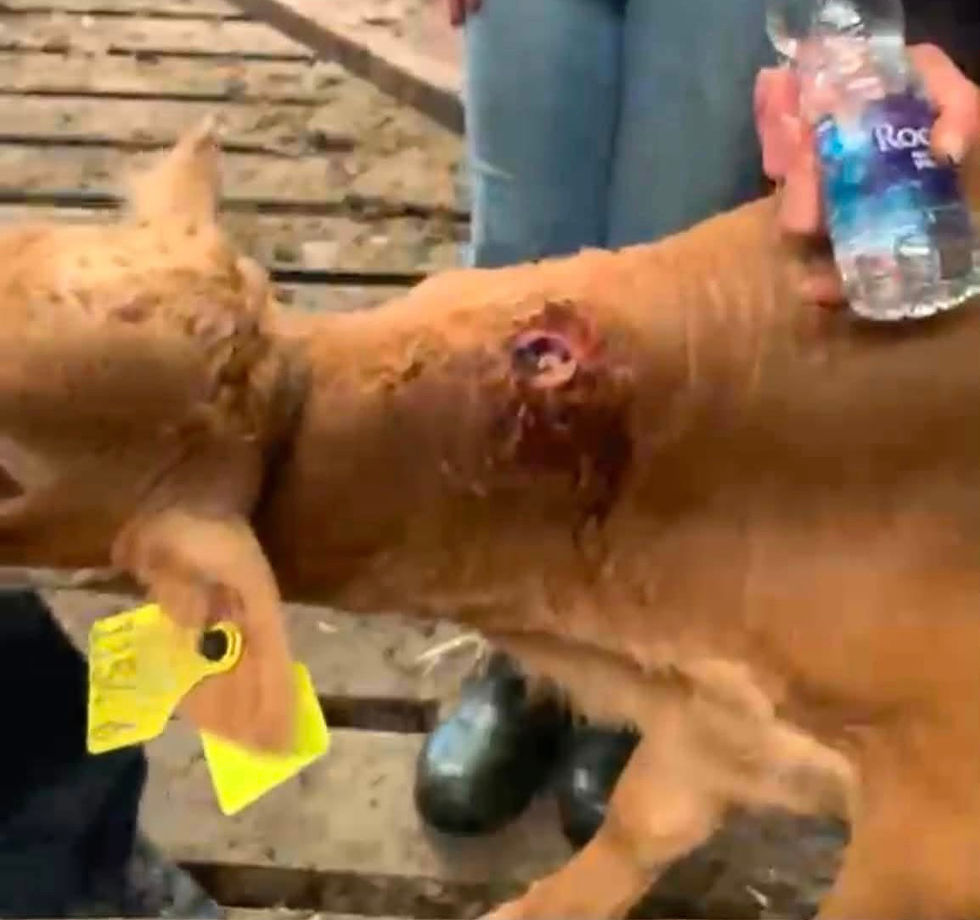Calf with gunshot wound