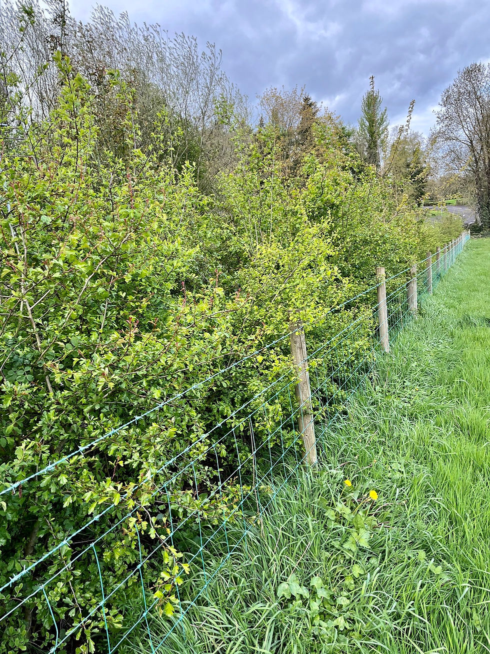 Maturing hedgerow