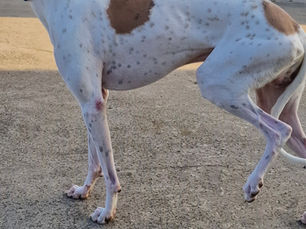 Co Antrim man sentenced for allowing his dog to suffer