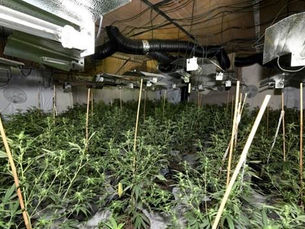 Two men sentenced after discovery of sophisticated cannabis farm in Ballymena