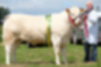 Judging at the Newry Show.