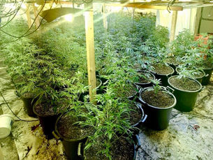 Around 300 cannabis plants seized as police dismantle ‘sophisticated’ grow operation
