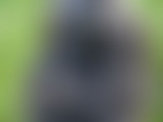 IT’S A BOY! Belfast Zoo asks public to pick name for baby gorilla