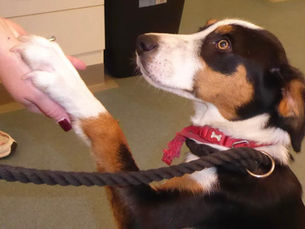 Antrim man banned from keeping animals for 10 years after repeatedly punching rescued collie