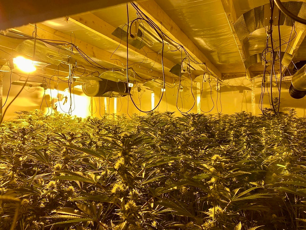 The cannabis factory that was located by officers from the Police Service of Northern Ireland’s Organised Crime Unit