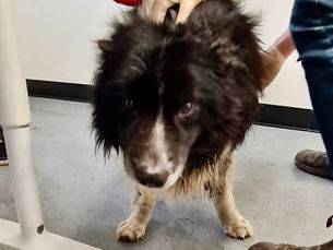 Co Antrim woman sentenced after failing to ensure welfare of family dog