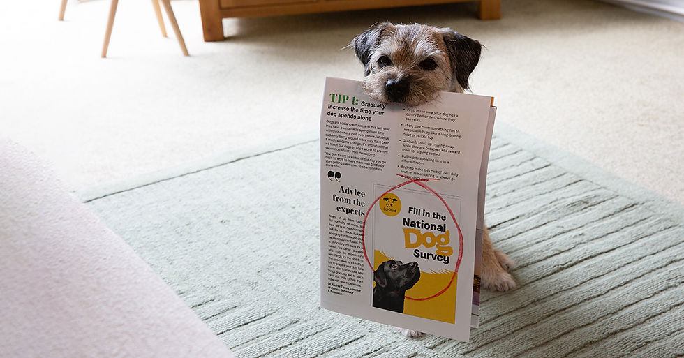 Dog holding Dogs Trust Survey