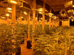 Two men arrested after £400,000 cannabis factory uncovered in Co Down warehouse