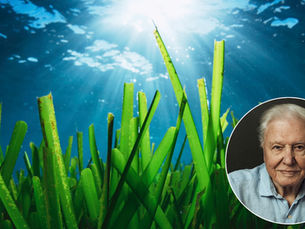 Sir David Attenborough to present Planet Earth III