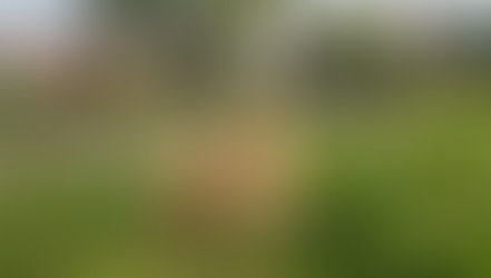 ‘Daffo-Kill’ dangers: Dogs Trust Ballymena warns owners over toxic spring plants