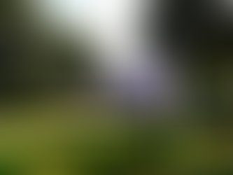 Plans revealed for new dog park at Glenarm Castle Estate