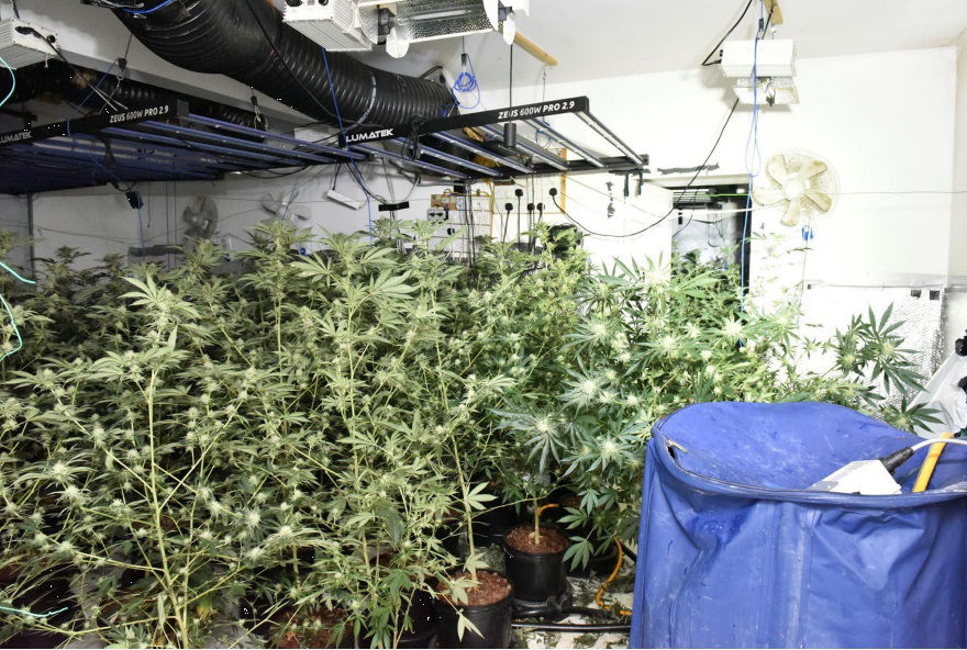 PSNI cannabis seizure in Clabby