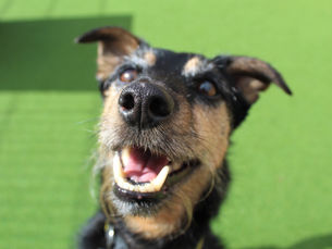 Golden Oldies: Dogs Trust Ballymena calls on dog lovers to prove age is just a number