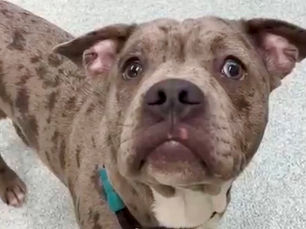 Lisburn Court spares Max the dog but upholds Pit Bull ban