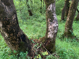 Victory for Broughshane: Craigs Wood protected by Tree Preservation Order