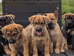 Animal welfare groups back tough new dog breeding rules in NI