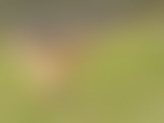 Three men cautioned following report of hare coursing in Ballymena