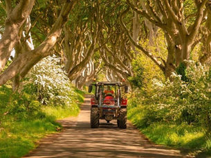 Dark Hedges neglect branded ‘dereliction of duty’ as councillor demands answers from Stormont departments