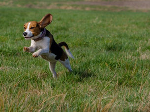 Public to have say on new dog exercise areas in Ballymena and Carrickfergus