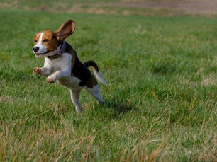 Public to have say on new dog exercise areas in Ballymena and Carrickfergus