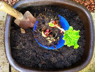 Free compost giveaway launches across Antrim and Newtownabbey