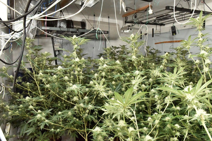 PSNI cannabis seizure in Clabby