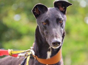 Dogs Trust welcomes Drumbo Park closure as “beginning of the end” for greyhound racing