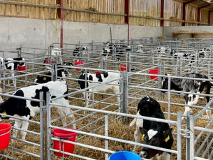 Giving dairy calves the best possible start this autumn