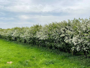 CAFRE continues expansion of NI hedgerows providing essential habitats for native species