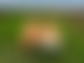 Translink plants 30,000 native trees to support urgent need for afforestation in Northern Ireland