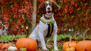 Dogs Trust Ballymena shares ‘Howl-oween’ safety tips for pets
