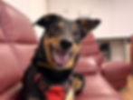 Three-year-old Border Collie Cross Olly at Dogs Trust Ballymena is searching for his forever home