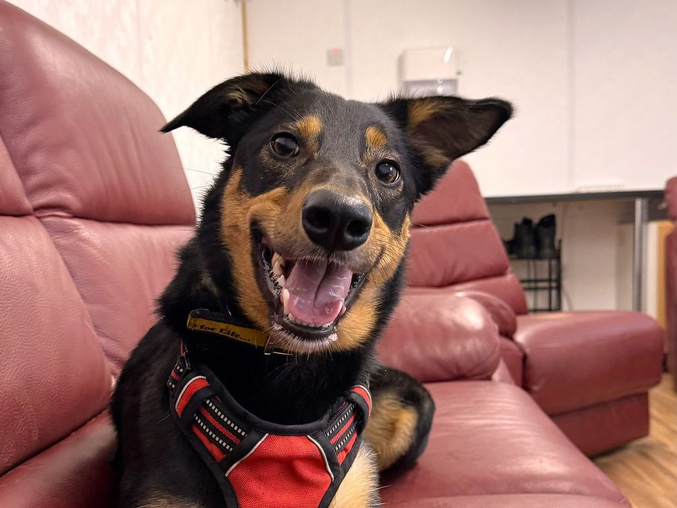 Three-year-old Border Collie Cross Olly at Dogs Trust Ballymena is searching for his forever home